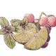 Limetten, Basilikum und Rosé Trauben