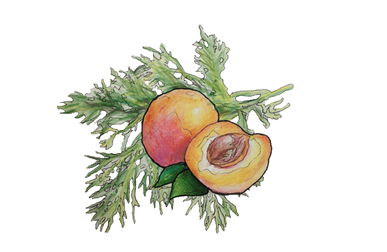 Marillen mit frischem Dill