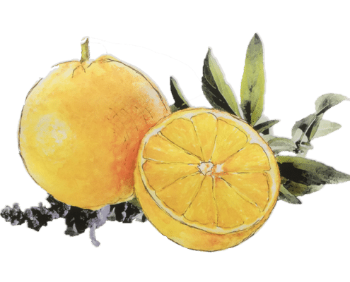 Orangen mit peruanischem Salbei
