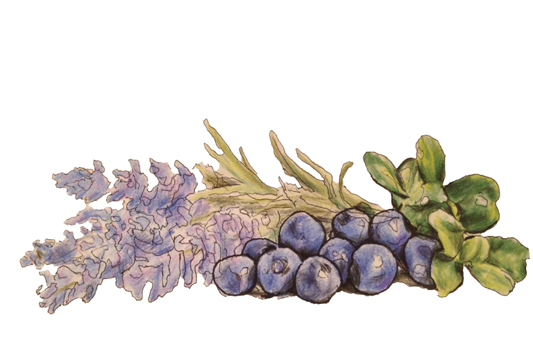 Blaubeeren mit Lavendelblüten